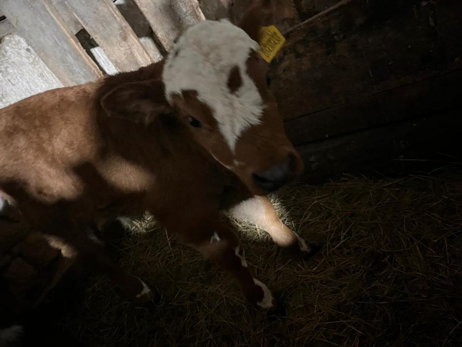 Телята бычки возраст 1 месяц