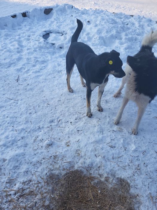 Пристраиваются в добрые ручки