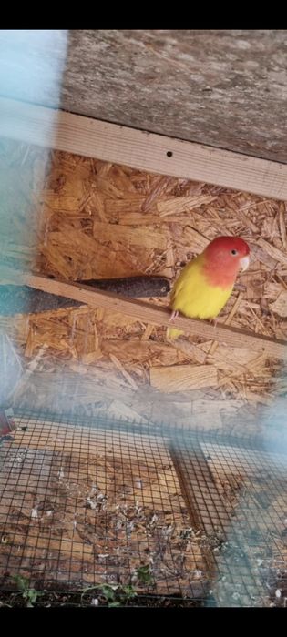 Papagali,perusi,nimfe,agapornis