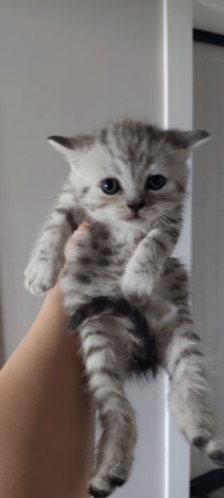 Шотландские котятки