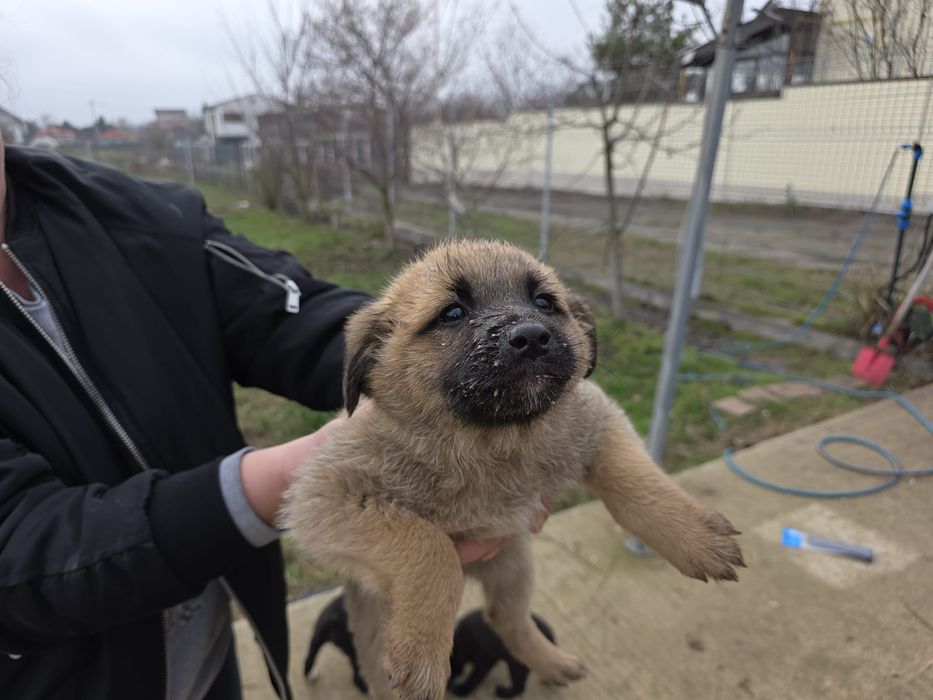 Donez pui rasa comuna metis