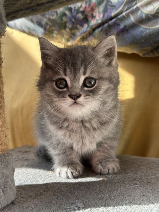 Жетілген әйелдермен порнофильмдерді қараңыз