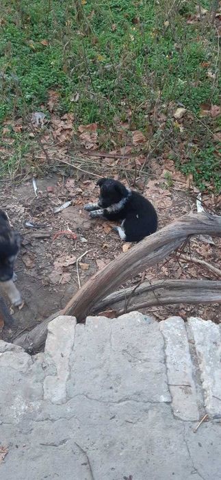 Отдам щенят породы дворняга в добрые руки.