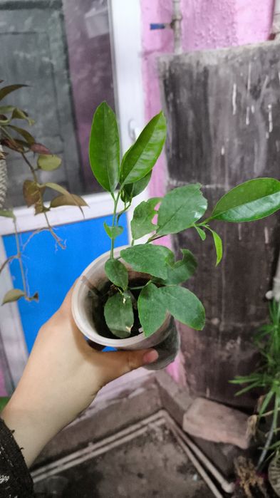 Лимон аркобалено апельсин плодоносящие