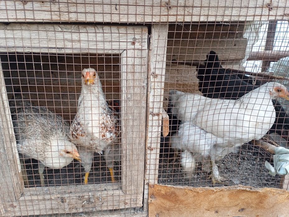 Yosh Tovuqlar sotiladi