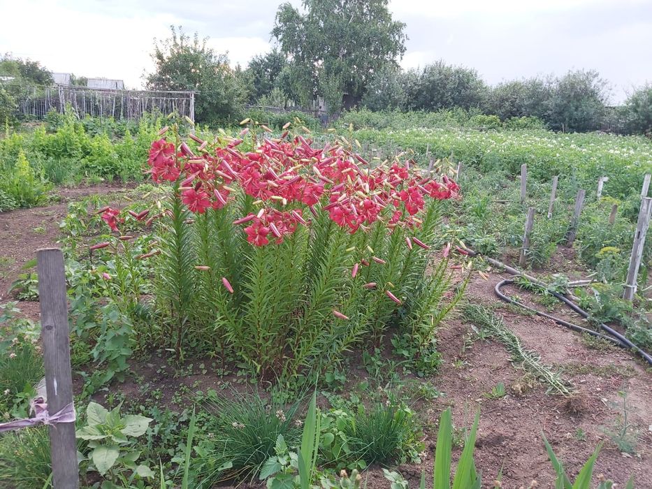 Дача, общество "Союз"