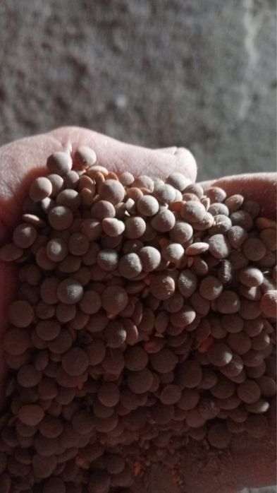 Семена красной чечевицы