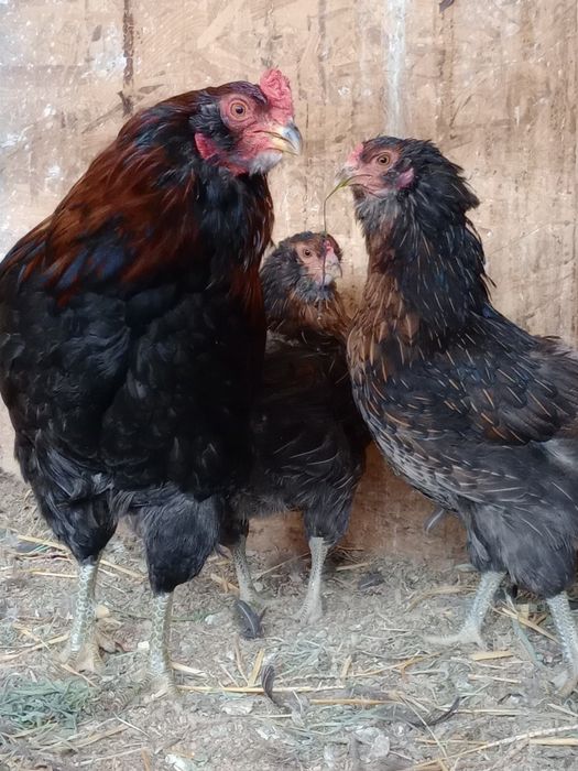 Vând familie de păsări Australorp