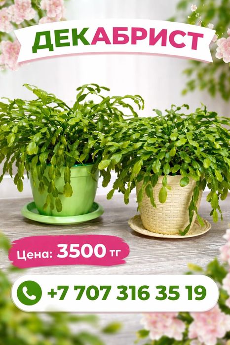 Комнатные растения