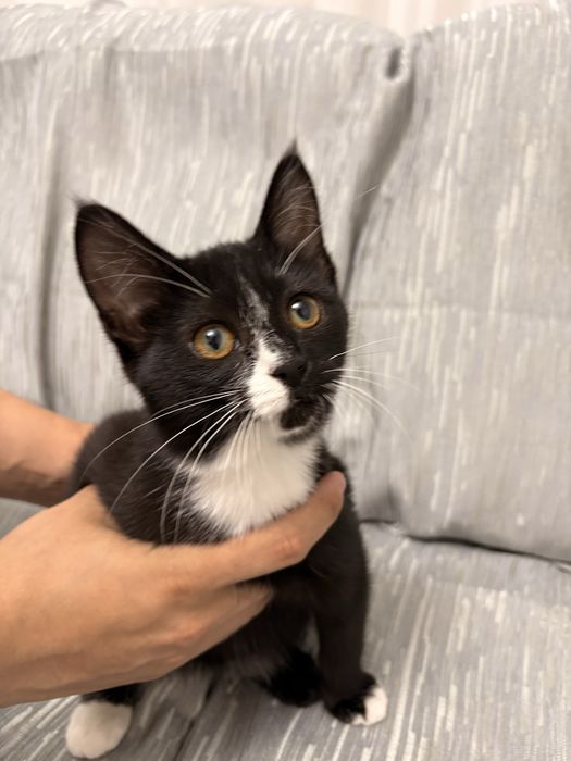Котенок 4-5мес (кошка)