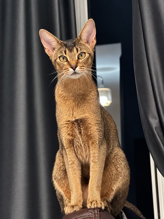 Чаузи котята шикарные