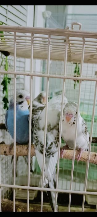 Волнистые попугаи .