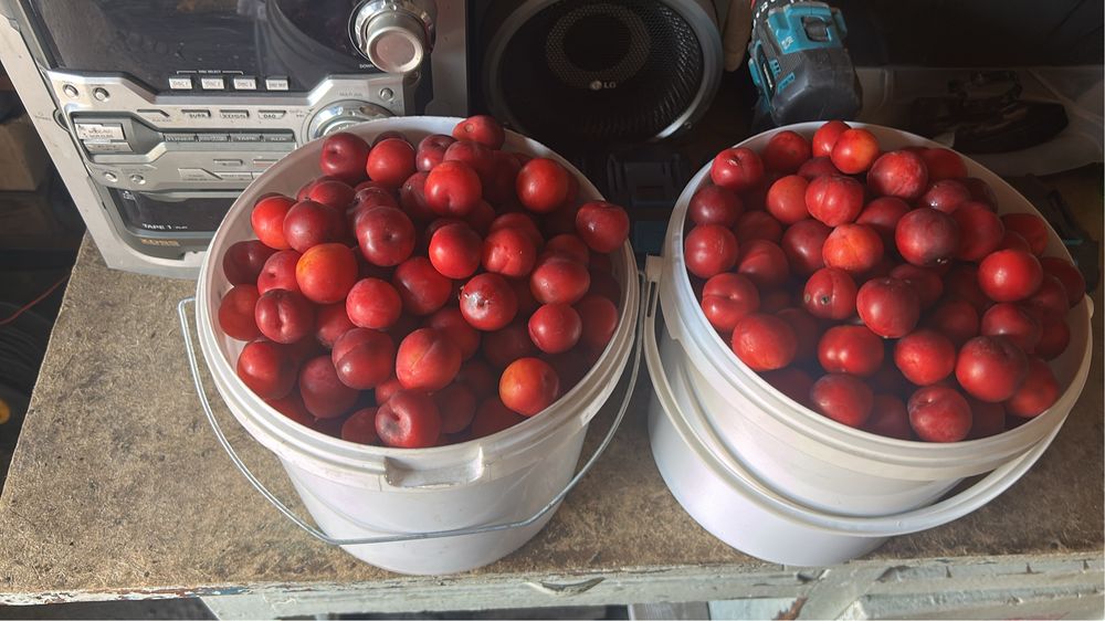 Продам сладкую сливу