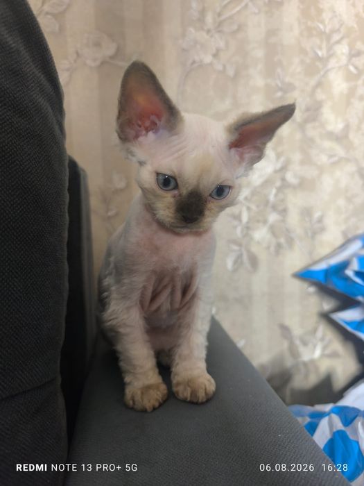 Продам котят породы Девон-рекс