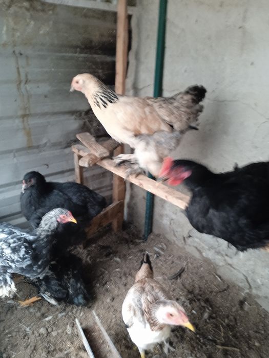 Кара Шахзода ва брама