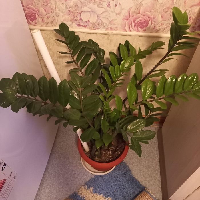 Замиакулькас или долоровое дерево