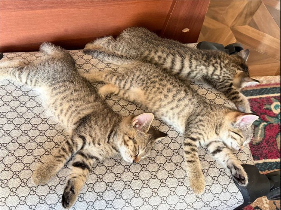 Котята ищут добрый и любящий дом