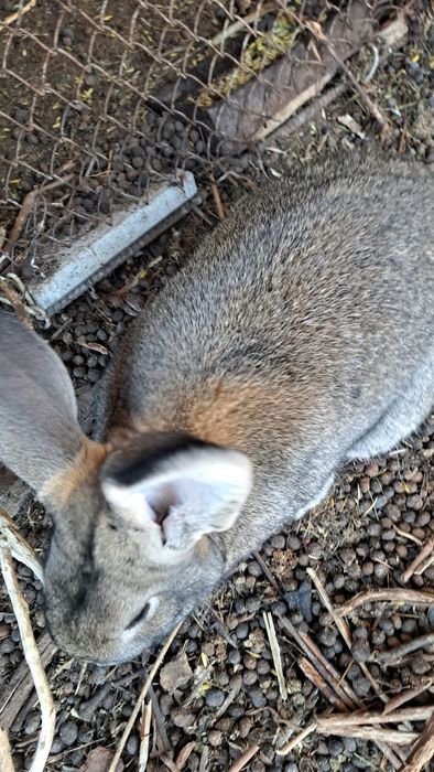 Крол самец 9мес Шиншиллы 5кг