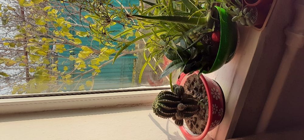 Продам комнатные цветы