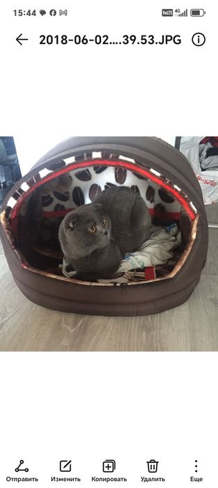 Отдам кота в добрые руки.