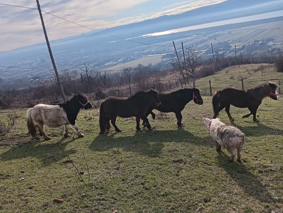 Ponei,3 femele și 1 mascul