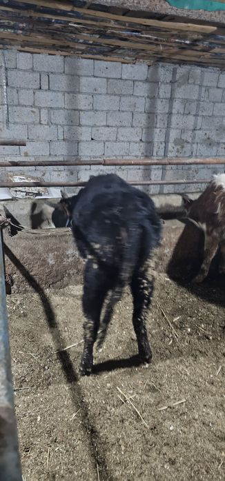 Өгіз сатылады  1жастан аскан