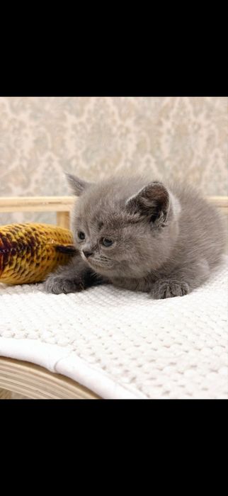 Britanskiy kotyata premium klass