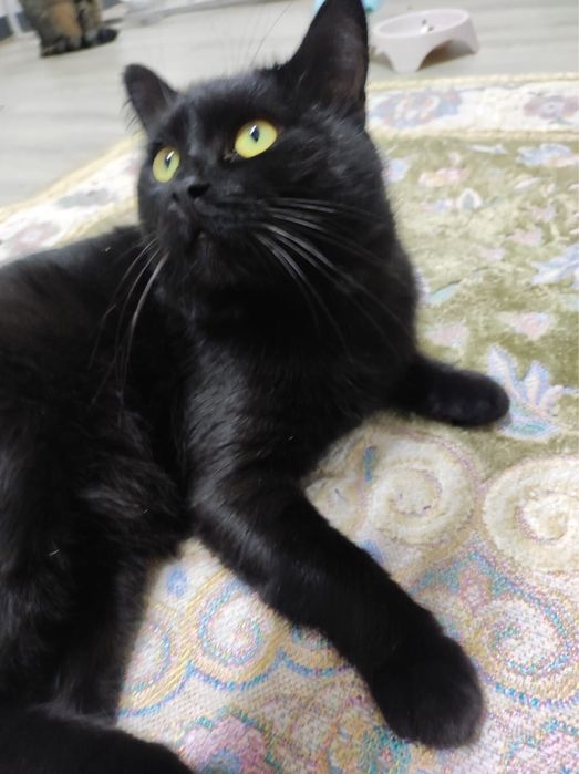 Кот Зевс в поиске дома