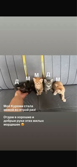 Котята мальчик , девочка отдам в хорошие добрые руки