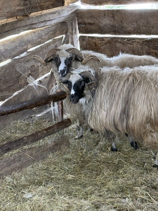 Vand berbec mai multe detalii in privat