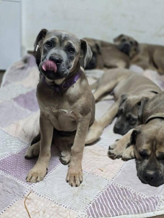 Cane Corso cu Pedigree