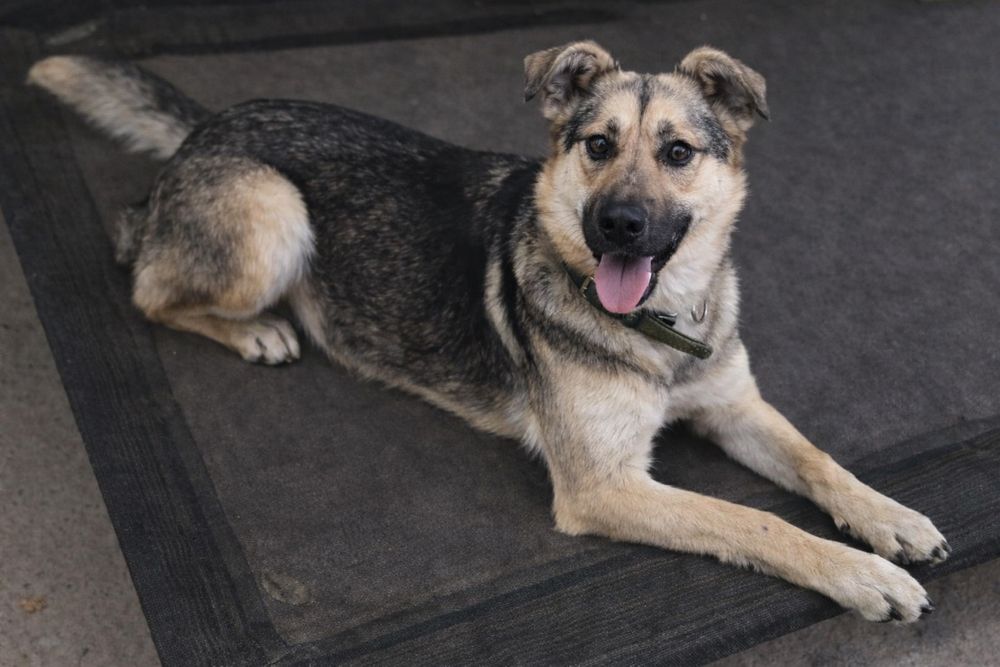 Спокойная семейная собака Стелла ищет дом