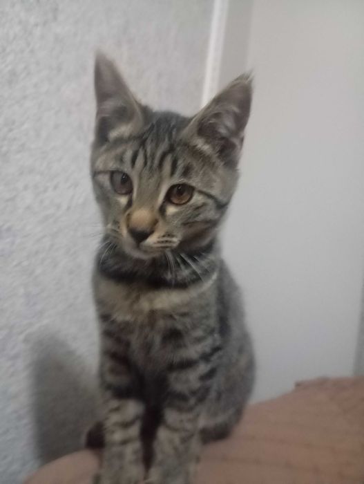 Отдам даром котенка