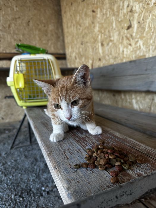 Котенок мальчик 3 месяца