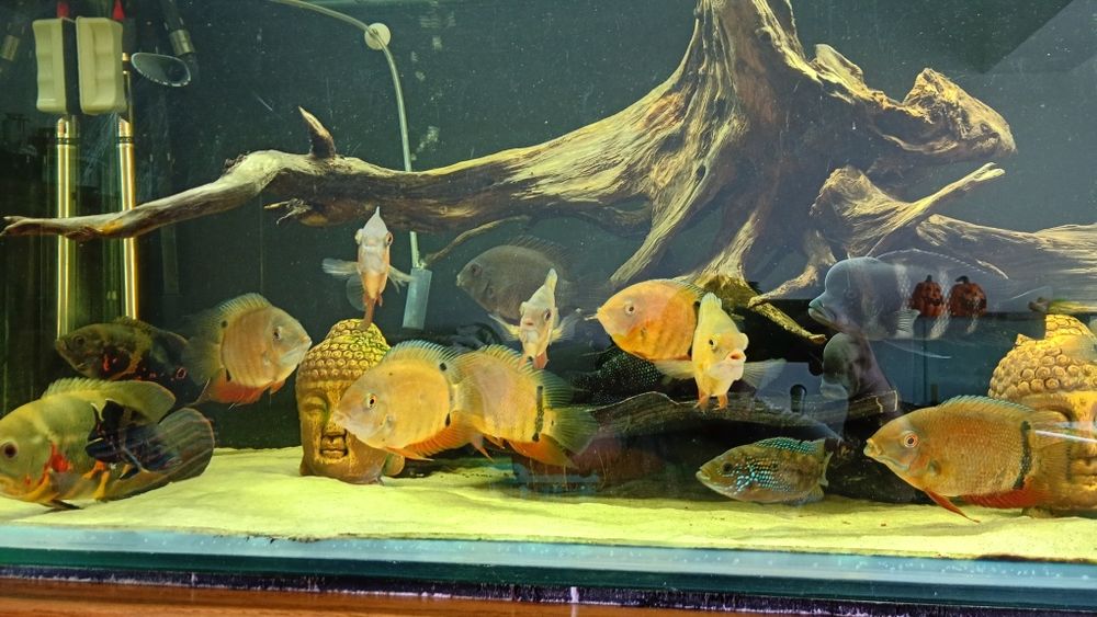 Ciclide caută o noua casa