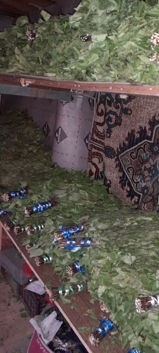 Веники для бани берёзовые