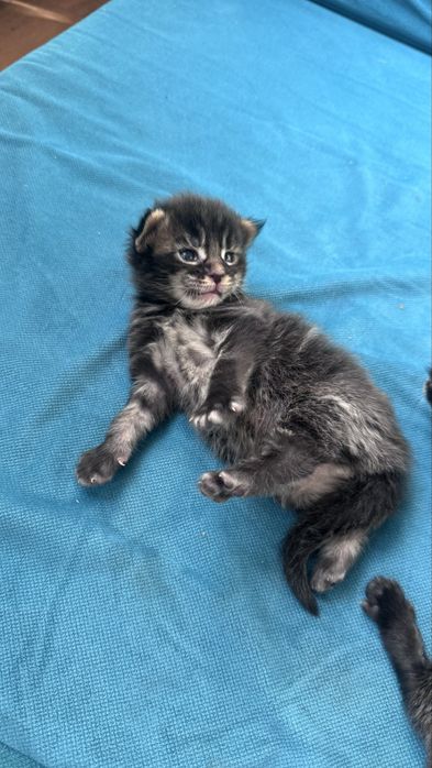 Котята Мейн Кун