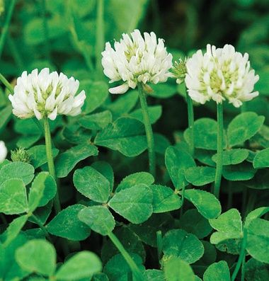 Gazon bley klevir ekish xizmati