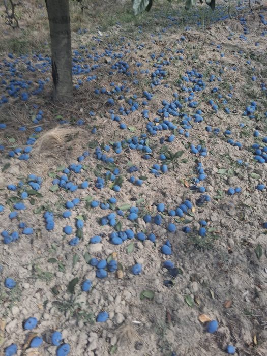 Prune de vanzare