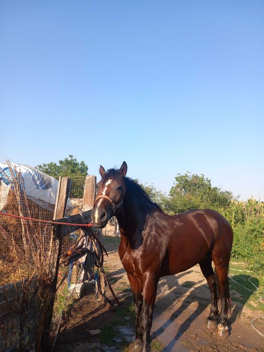 Cal de vanzare bratasanca