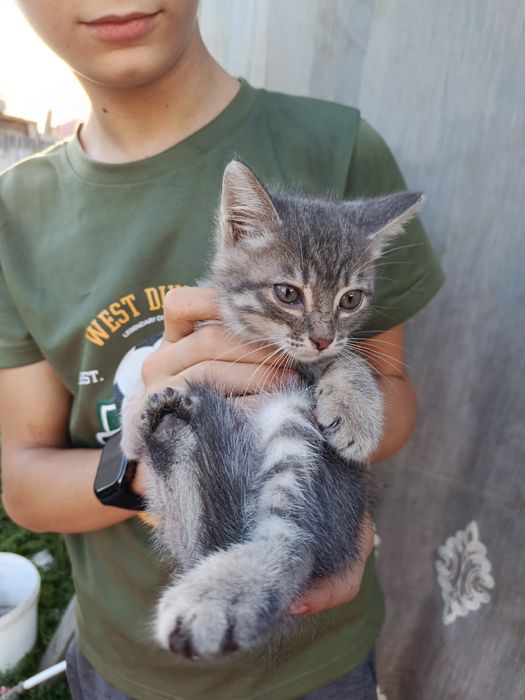 Отдам котенка мальчик