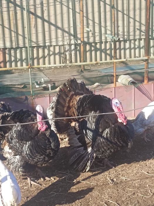 Продается Гусак и Индюки