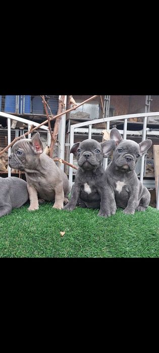 Красивые французики