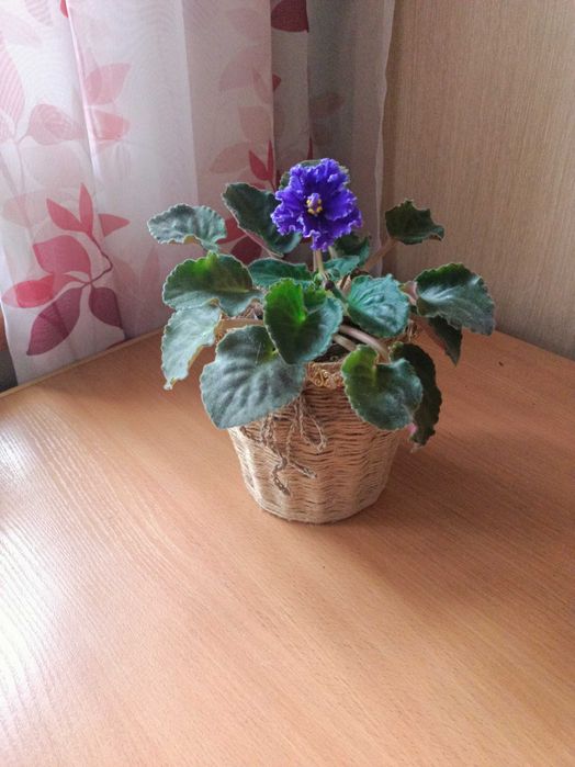 Фиалка Синий Иней