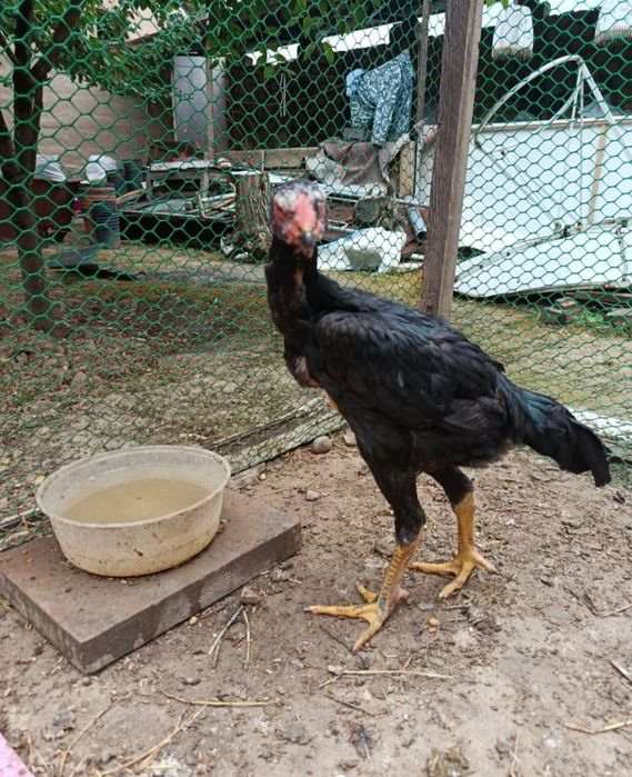 Dakan, bobo jo'jala