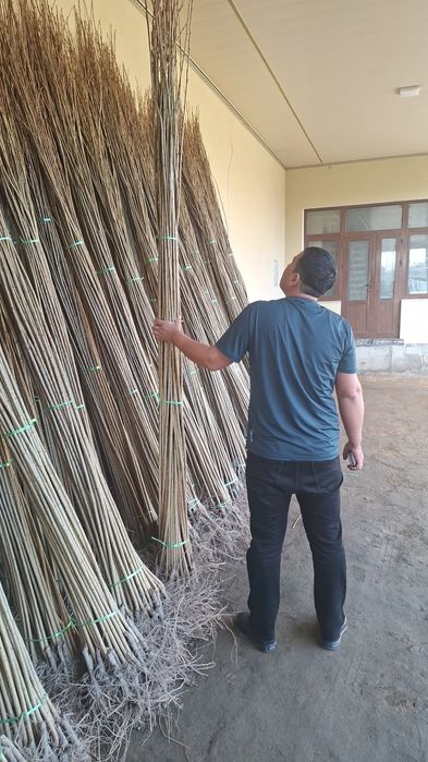 Ишончли терак кучатлари