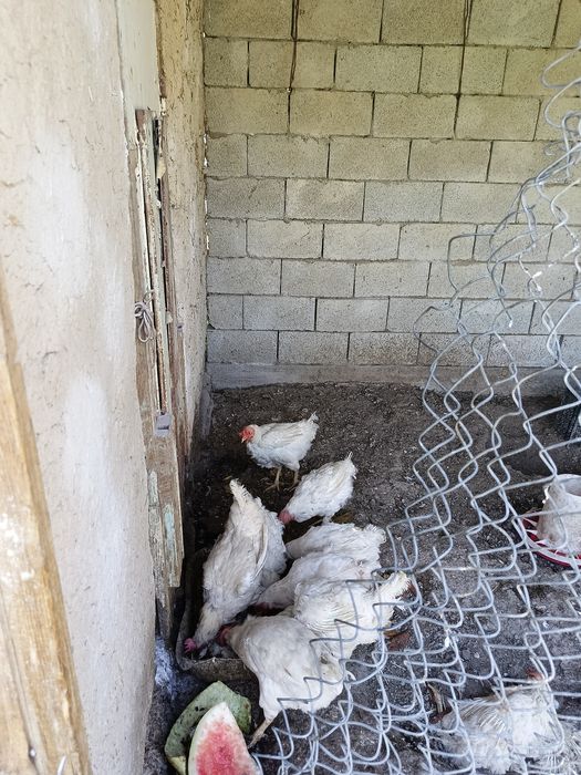 Продам кур в количестве 8 штук