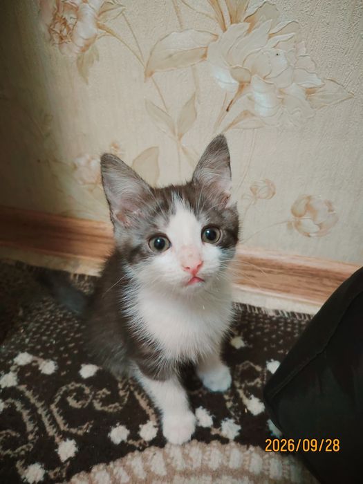 Отдам котят в добрые руки