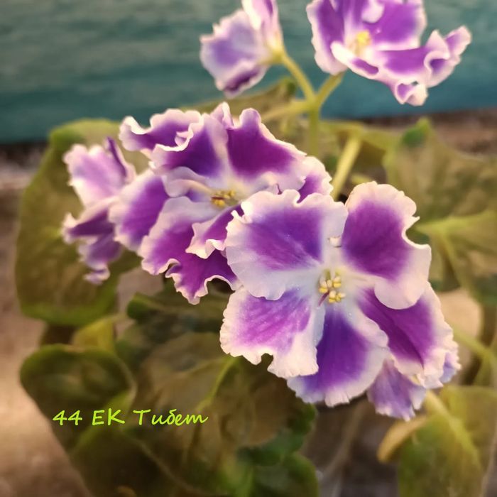 Фиалки   сортовые