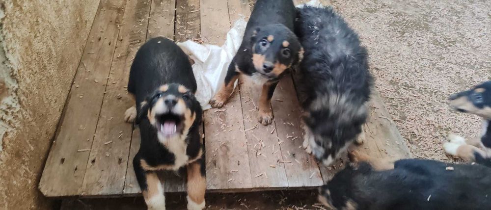 6 puiuti de 4-5 luni si mamica lor isi cauta casuta